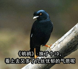 筱怎么读音正确读法，鹆怎么读拼音怎么写