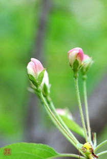 沾花惹草的意思，沾花惹草和拈花惹草读音