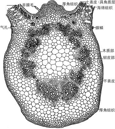 横切面像星星的果子是苹果还是杨桃，横切面是指哪个面