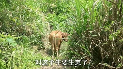 土牛是什么意思