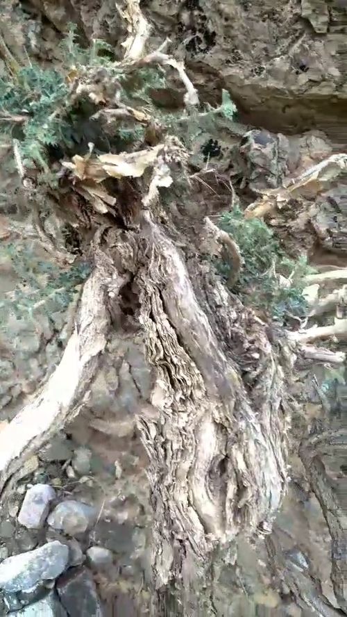 顽强不屈的意思二年级，顽强不屈意思一样的词语