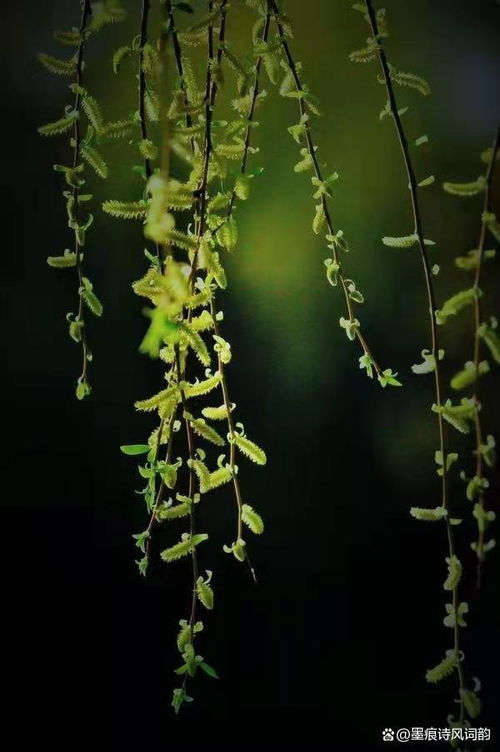 似花还似非花是什么花，水龙吟似花还似非花