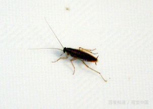 曱甴是什么意思,怎么读?，曱甴是什么意思,白话怎么读?