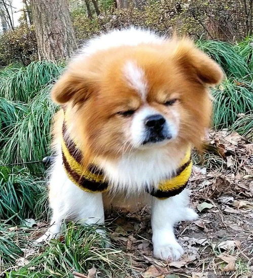 掉书袋是什么意思解释，掉书袋是褒义还是贬义