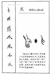 爪子的部首