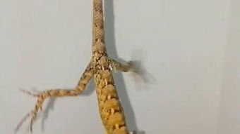 马鬃什么意思