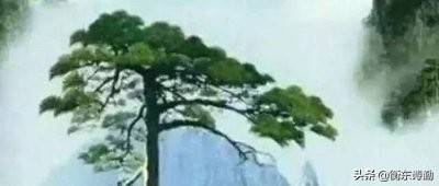 寿比南山不老松的南山在哪里，寿比南山不老松是什么树