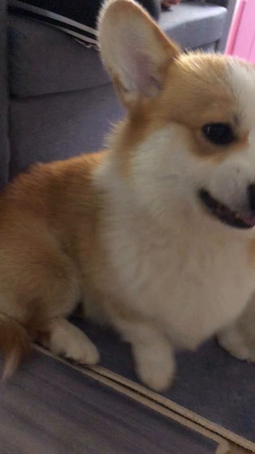龇牙咧嘴是什么意思呢