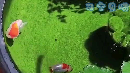 胖乎乎意思类似的词语，胖乎乎是指很胖吗