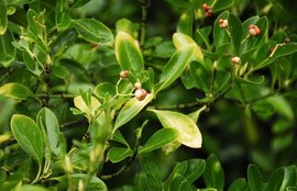 冬青是什么植物?