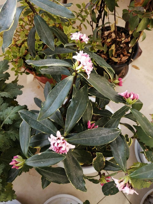 瑞香花几月份开花开几次?