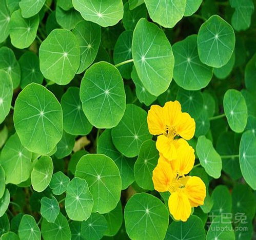 什么叫被子植物门，什么叫被子植物的叶