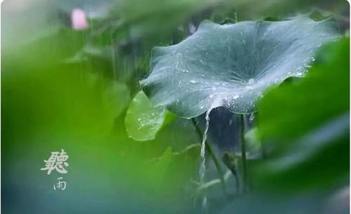 听雨的禅意句子，屋檐听雨的诗句