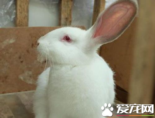 兔子的视力如何