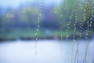 芒种怎么读音，惊蛰怎么读音 字词