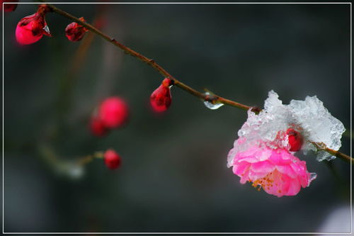 寒梅傲雪，寒梅阅读理解题及答案