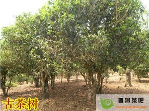 灌木[guàn mù]什么意思?近义词和反义词是什么?英文翻译是什么?