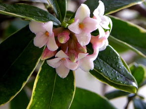 瑞香花精灵王山梦，瑞香花夏天怎么养
