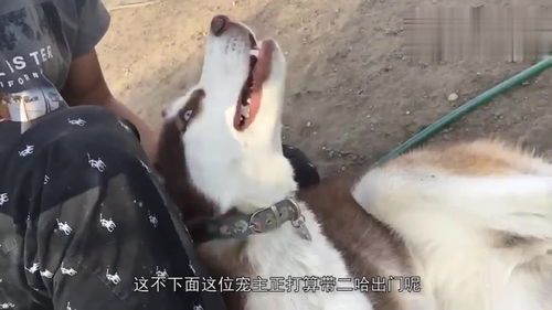 脱缰怎么读