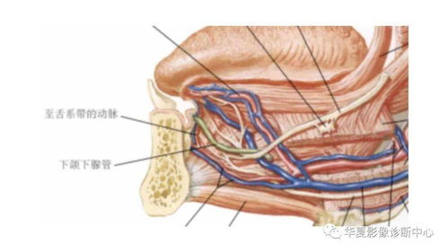颌下腺囊肿怎么治疗?