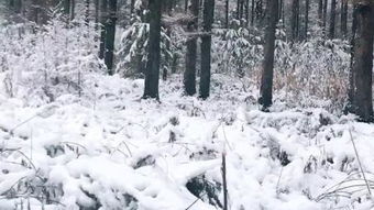 一什么大雪