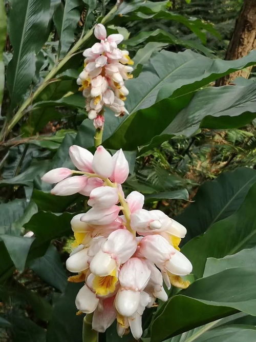 山姜花花语，山姜花开瑶草春意思