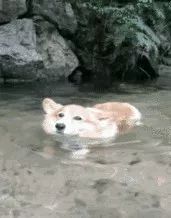 donkey是什么意思啊???