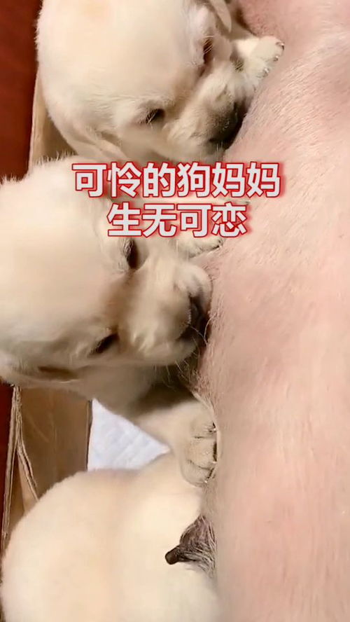 生无可恋是什么意思