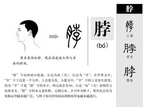 脖子的拼音
