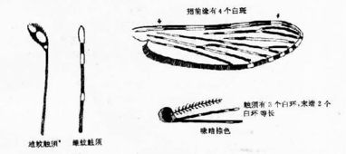 _寄生的结构_寄生的结构是什么