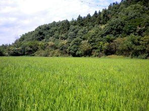 旷野的意思和拼音，原野的意思让骏马驰骋