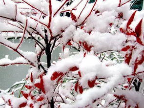 雪的田字格写法