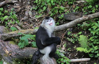 snub-nosed monkey，snubbing