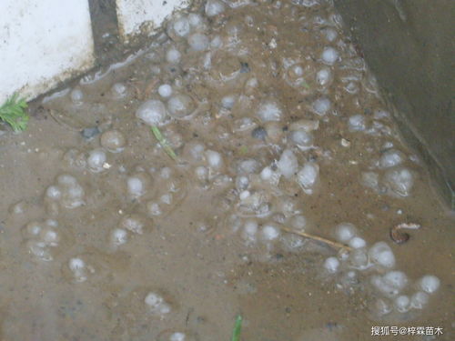 雹拼音，冰雹拼音组词