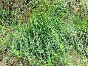 龙须草长在什么地方