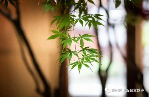 无想天和非想非非想处天，非想非非想处天住着什么人