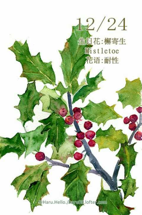檞寄生下的吻，檞寄生的花语是什么