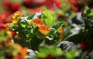 花团锦簇可以形容花吗，花团锦簇哪个字错了