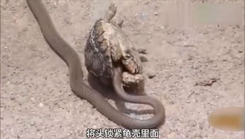 龟和蛇寓意着什么