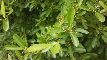 冬青是什么植物类群，冬青是什么植物是树木吗