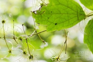 被子植物又称为