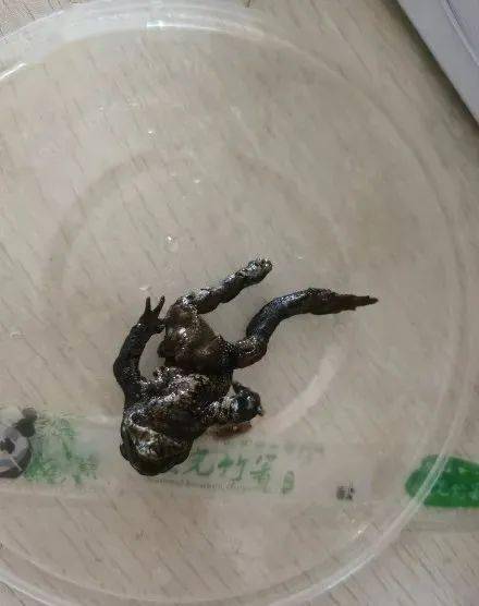蛤蟆的读音怎么读? 蛤蟆的“蟆”是读轻声,还是读第二声?