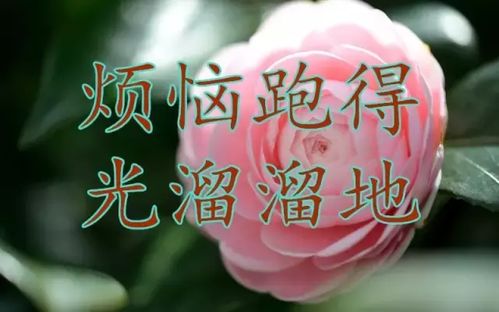 嘘寒问候的意思，例行问候的意思