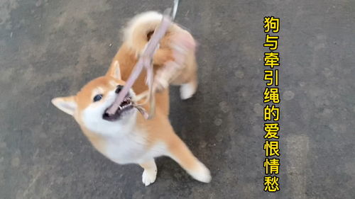 脱缰的拼音，脱缰凯微博