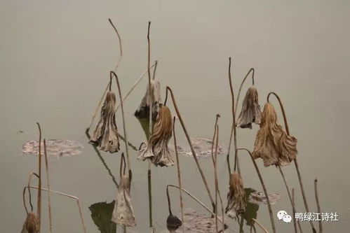 《忆王孙·西风一夜剪芭蕉》赏析