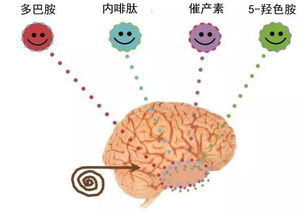 内啡肽和多巴胺的区别，远离多巴胺,寻找内啡肽什么意思
