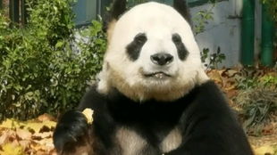 红楼梦云云是什么意思，高手云云是什么意思