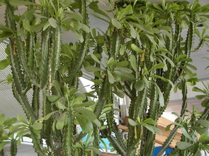 霸王鞭植物开花图片，霸王鞭植物叶子发黄