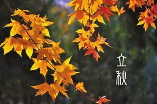 落叶知秋的意思是什么动物，落叶知秋的出处