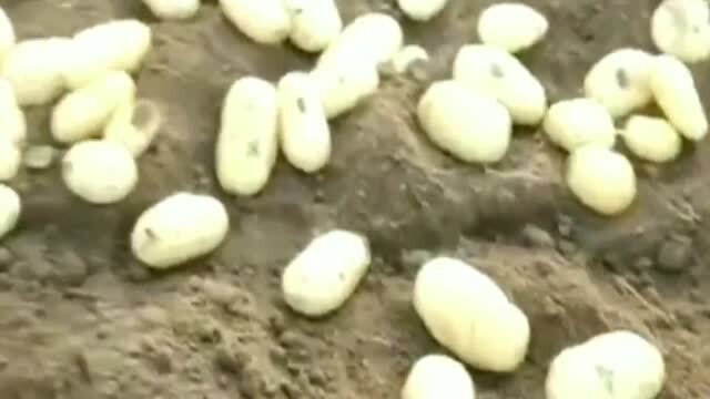 土豆别名是什么